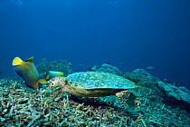 Hawksbill turtle {Eretmochelys imbricata} attended by Yellowmask angelfish {Pomacanthus xanthometopon} which feed on items dilodged by the turtle, Sipadan Island, Sabah, Borneo, Malaysia