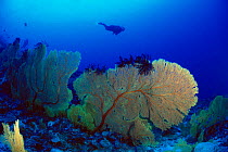 Diver near Sea fan coral {Subergorgia mollis} with black crinoids. 'Pelagics Pinnacle', Hunga Island, Vavau, Tonga, South Pacific