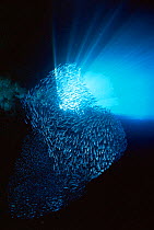 Bait ball of swirling fish inside entrance to Swallows Cave, Vavau, Tonga, South Pacific