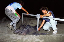 Researcher workers measure Leatherback turtle {Dermochelys coriacea} on beach at night, turtle has come onshore to lay eggs, Mexico