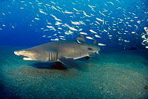 Sand tiger shark {Carcharias taurus} Atlantic Ocean, USA