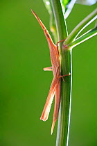 Short-horned-grasshopper {Acrida ungarica} resting on plant stem. Spain