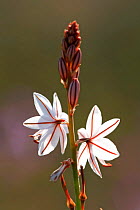 Hollow stemmed asphodel flowers {Asphodelus fistulosus} Spain.