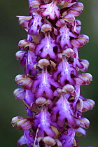 Giant Orchid {Himantoglossum robertianum} Torcal de Antequera, Malaga, Spain.