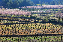 Vineyards with Almond trees in blossom, Teulada, Benissa, Alicante, Spain. 2006  