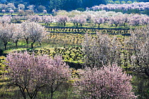 Almond trees in blossom with vineyards, Teulada, Benissa, Alicante, Spain. 2006  