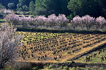 Vineyards with Almond trees in blossom, Teulada, Benissa, Alicante, Spain. 2006  