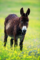 Extremaduran Donkey {Equus asinus} The Barruecos, Malpartida de Cáceres, Extremadura, Spain.