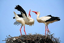 Two White storks {Ciconia ciconia} courtship on nest, The Barruecos, Malpartida de Cáceres, Spain. Sequence 1/3.