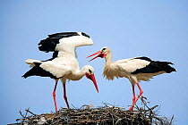 Two White storks {Ciconia ciconia} courtship on nest, The Barruecos, Malpartida de Cáceres, Spain. Sequence 2/3.