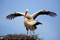 Two White storks {Ciconia ciconia} courtship on nest, The Barruecos, Malpartida de Cáceres, Spain. Sequence 3/3.