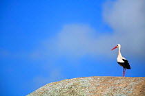 White stork {Ciconia ciconia} on rock, The Barruecos, Malpartida de Cáceres, Spain.  