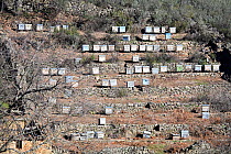 Old beehives on terraced hillside, Robledillo de la vera, Caceres, Extremadura, Spain. 2006  