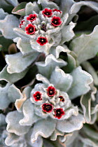 Cynoglossum {Cynoglossum cheirifolium} close-up of flowers, Torcal de Antequera, Malaga, Spain.