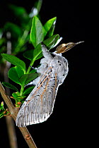 Sallow kitten moth {Furcula furcula} on branch, Spain.  