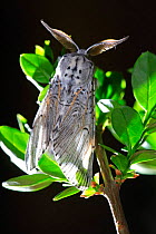 Sallow kitten moth {Furcula furcula} on branch, Spain.  
