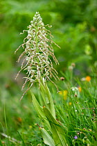 Lizzard orchid flowering {Himantoglossum hircinium calcaratum} Picos de europa, Spain.