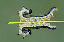 Two European pine sawflies {Neodiprion sertifer} larvae on pine needle, Spain.  