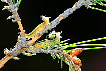 Two European pine sawflies {Neodiprion sertifer} larvae competing for pine needles, food plant, Spain.