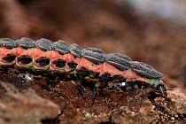 Glow worm {Lampyris noctiluca} larva, Spain.