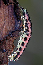 Glow worm {Lampyris noctiluca} larva, Spain.