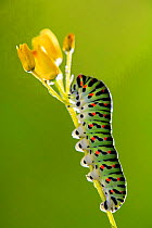 Swallowtail butterfly {Papilio machaon} caterpillar, on plant, Spain.  