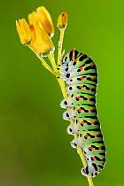 Swallowtail butterfly {Papilio machaon} caterpillar feeding on plant, Spain.  