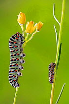 Two Swallowtail butterflies {Papilio machaon} feeding on plants, Spain.  