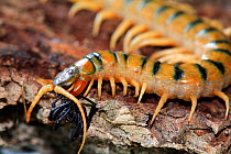 Megarian Banded Centipede {Scolopendra cingulatus} feeding on spider, Spain.