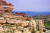 Group of Spanish Ibex {Capra pyrenaica} on   rock formations, Torcal de antequera, Malaga, Spain.  