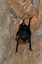 Greater white lined bat {Saccopteryx bilineata} roosting in building, Palo Verde NP, Costa Rica.
