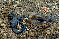 Black edged scorpion {Centruroides limbatus} male and female, Costa Rica.
