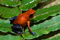 Blue Jeans Poison Dart Frog / Strawberry poison arrow frog {Dendrobates pumilio} on leaf, Costa Rica.