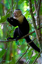 White-throated / White-faced Capuchin {Cebus capucinus} eating in tree, Manuel Antonio NP, Costa Rica.