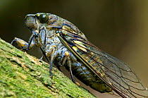 Cicada {Cicada sp.} close-up on branch in forest, Carara NP, Costa Rica.
