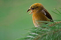 Common / Red crossbill {Loxia curvirostra} female calling in conifer tree, Germany.