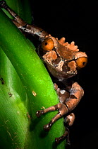 Spiny-headed / Crowned Tree frog {Anotheca spinosa} portrait on leaf, Costa Rica.