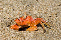 Ghost crab {Ocypode sp.} entering burrow on beach, Manuel Antonio NP, Costa Rica.