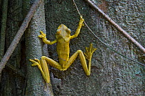 Rosenberg's Gladiator Frog {Hypsiboas rosenbergi} climbing tree trunk, Carara NP, Costa Rica.