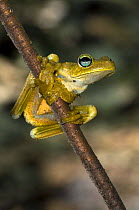 Rosenberg's Gladiator Frog (Hyla rosenbergi) on branch, Costa Rica, Carara NP