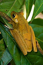 Rosenberg's Gladiator Frog (Hyla rosenbergi) on leaf, Costa Rica, Carara NP