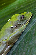 Gliding Treefrog / Spurell's flying frog / Leaf frog {Agalychnis spurrelli} Costa Rica.