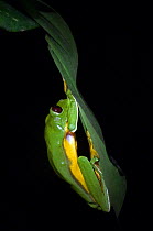 Gliding Treefrog / Spurell's flying frog {Agalychnis spurrelli} clinging on underside of leaf, Costa Rica.