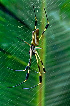 Banana spider / Golden silk spider {Nephila clavipes} on web, Costa Rica.