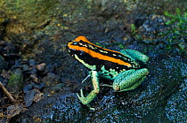 Golfo Dulcean poison dart frogs {Phyllobates vittatus} on wet rock, Costa Rica.