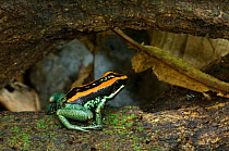 Golfo Dulcean poison dart frogs {Phyllobates vittatus} on branch, Costa Rica.