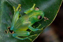 Grainy Cochran Frog / Granular Glass Frog {Cochranella granulosa} on leaf, Costa Rica