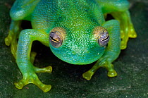 Grainy Cochran Frog / Granular Glass Frog {Cochranella granulosa} Costa Rica.