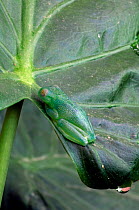 Grainy Cochran Frog / Granular Glass Frog {Cochranella granulosa} resting on leaf, Costa Rica.