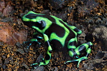 Green poison arrow frog {Dendrobates auratus} on forest floor, Costa Rica.